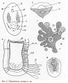 Acoelomorpha (acoelomorphs)