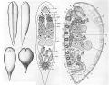 Acoelomorpha (acoelomorphs)