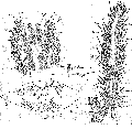 Acoelomorpha (acoelomorphs)