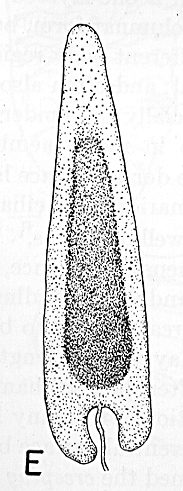 Polychoerus carmelensis