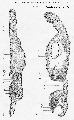 Acoelomorpha (acoelomorphs)