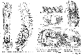 Acoelomorpha (acoelomorphs)