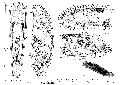 Acoelomorpha (acoelomorphs)