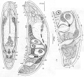 Acoelomorpha (acoelomorphs)