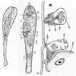 Proaphanostoma tenuissima