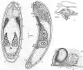 Acoelomorpha (acoelomorphs)