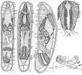 Acoelomorpha (acoelomorphs)