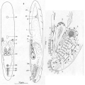 Acoelomorpha (acoelomorphs)