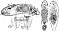 Acoelomorpha (acoelomorphs)