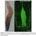 Acoelomorpha (acoelomorphs)