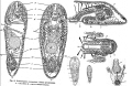 Acoelomorpha (acoelomorphs)