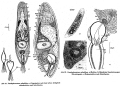 Acoelomorpha (acoelomorphs)