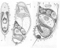 Acoelomorpha (acoelomorphs)