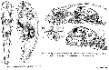 Acoelomorpha (acoelomorphs)