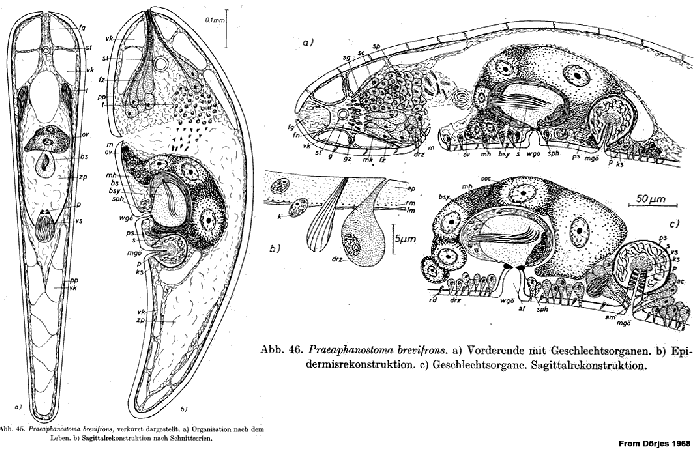 Praeaphanostoma brevifrons