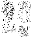 Acoelomorpha (acoelomorphs)