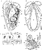 Praeaphanostoma musculosum