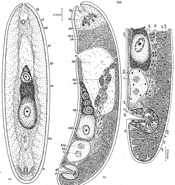 Praeaphanostoma rubrum