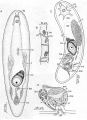 Acoelomorpha (acoelomorphs)