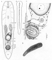 Acoelomorpha (acoelomorphs)