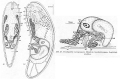 Acoelomorpha (acoelomorphs)