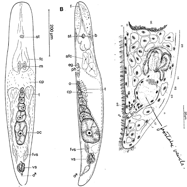 Alluna sublitoralis