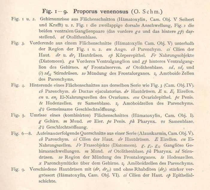 Proporus venenosus