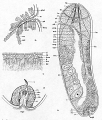 Acoelomorpha (acoelomorphs)