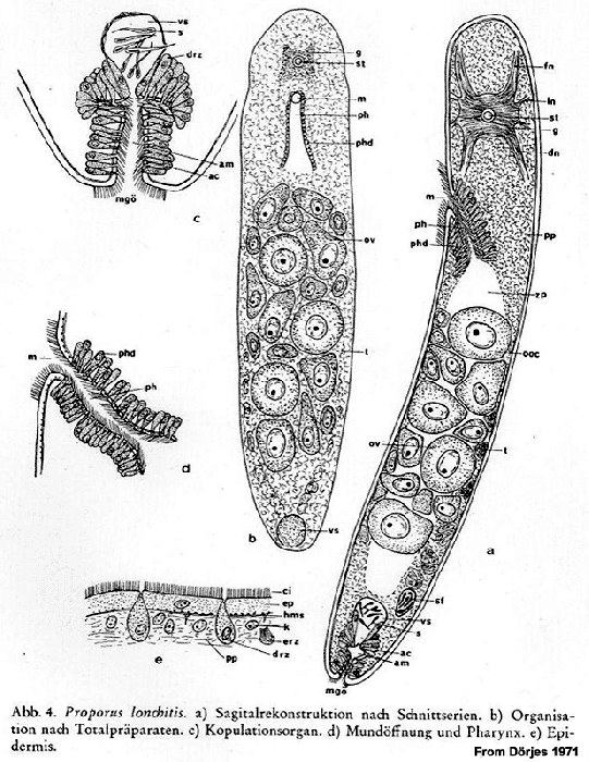 Proporus lonchitis