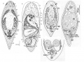 Acoelomorpha (acoelomorphs)