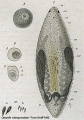 Acoelomorpha (acoelomorphs)