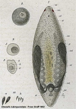 Otocelis rubropunctata