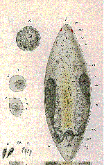 Otocelis rubropunctata