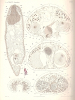 Monoporus rubropunctata