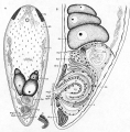 Acoelomorpha (acoelomorphs)