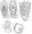 Acoelomorpha (acoelomorphs)