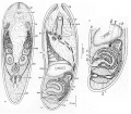 Acoelomorpha (acoelomorphs)