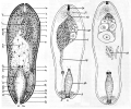 Acoelomorpha (acoelomorphs)