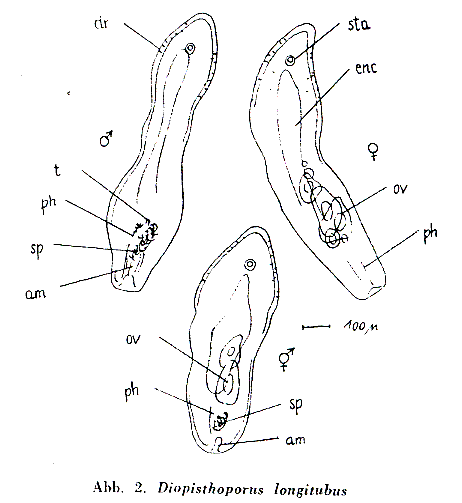 Diopisthoporus longitubus