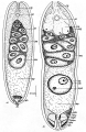 Acoelomorpha (acoelomorphs)