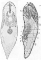 Acoelomorpha (acoelomorphs)