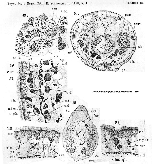 Aechmalotus pyrula