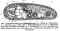 Acoelomorpha (acoelomorphs)