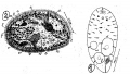 Acoelomorpha (acoelomorphs)