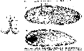 Acoelomorpha (acoelomorphs)