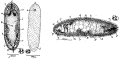 Acoelomorpha (acoelomorphs)