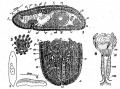 Acoelomorpha (acoelomorphs)