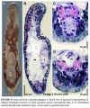 Acoelomorpha (acoelomorphs)