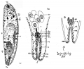 Acoelomorpha (acoelomorphs)