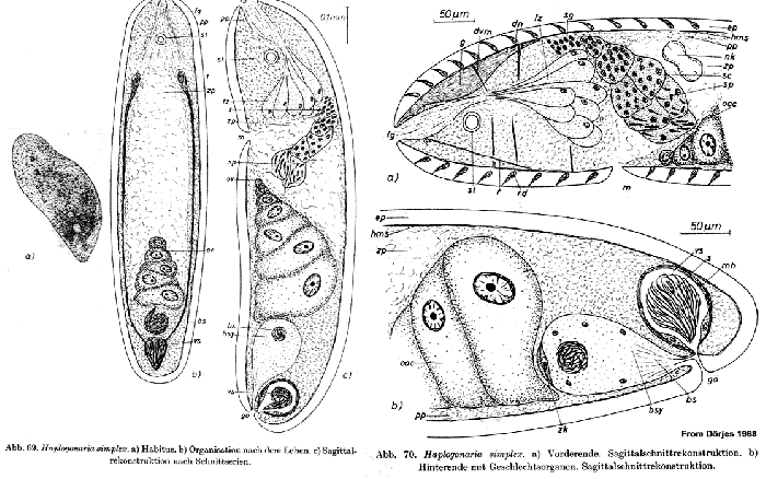 Haplogonaria simplex